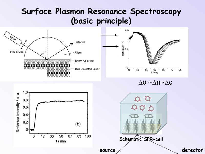 Surface Plasmon Resonance Spectroscopy (basic principle) Dq ~Dn~Dc source detector